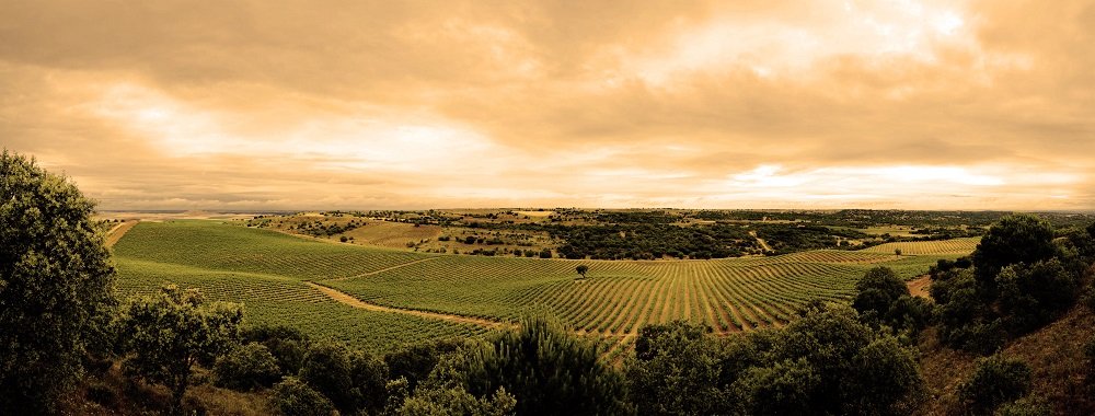 Kastylia i Leon - wycieczka enoturystyczna Ribera del Duero i inne apelacje wina