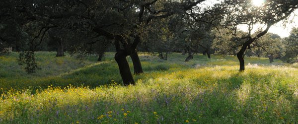 finca montefrio 2.jpg