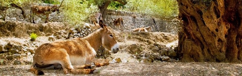 Kuchnia regionalna na Majorce i balearach