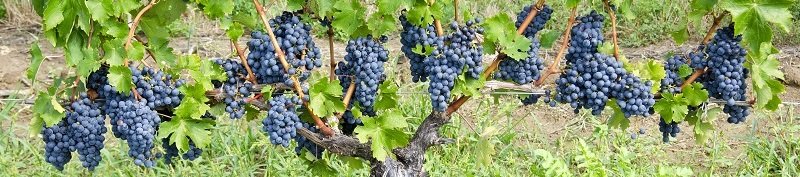 Szczep cabernet sauvignon - wina hiszpańskie