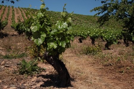 Wino - Bodegas Peique - vino 4.jpg