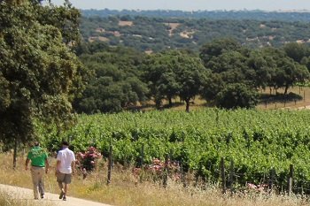 Bodegas Arrayan - reportaż z wizyty w winiarni