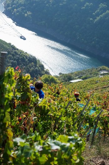 Wina hiszpańskie D.O. Ribeira Sacra - winobranie
