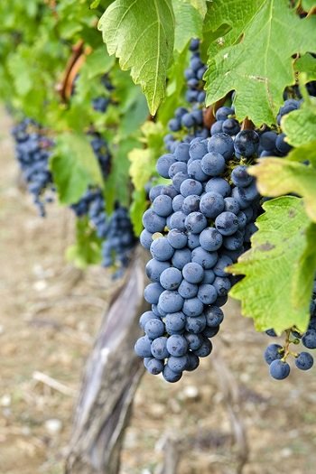 Wina hiszpańskie - szczep cabernet sauvignon
