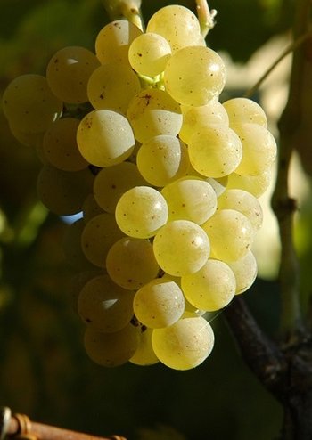Szczep albariño - wina i odmiana winorośli