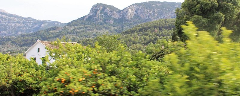 Sóller - gaje pomarańczowe na Majorce