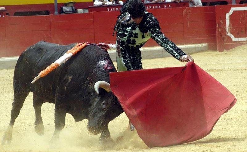 Korrida w Hiszpanii - wszystko o corrida de toros