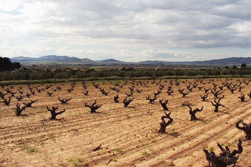Bodegas La Purísima (DO Yecla)