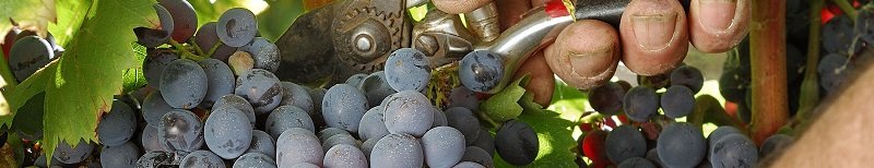 garnacha szczep.jpg
