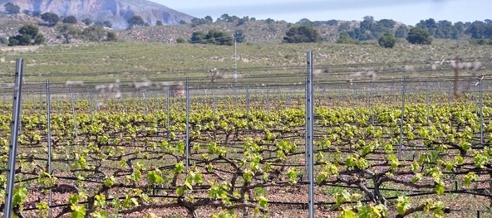 Wino Luzon - winnice Bodegas Luzón