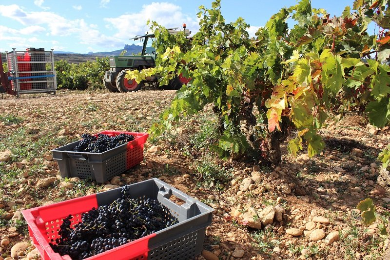 Viña Zaco - Bodegas Bilbainas (Rioja)