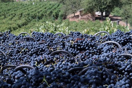Wino - Bodegas Peique - vino 6.jpg