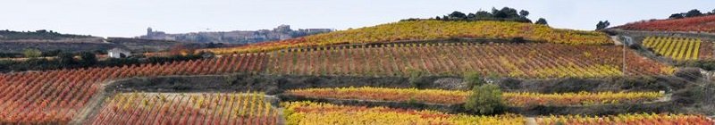 tempranillo - szczep i wina.jpg