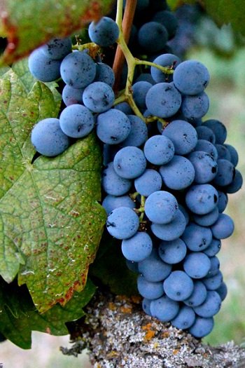 Wino hiszpańskie - odmiana winorośli graciano