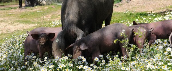 finca montefrio 3.jpg