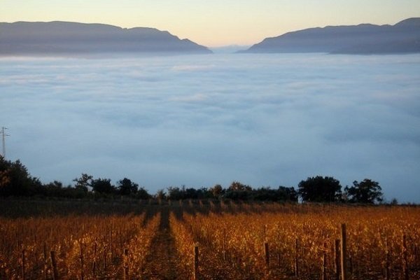 costers del segre wino.jpg
