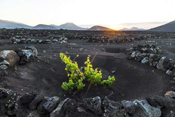 La Geria - Lanzarote 1.jpg