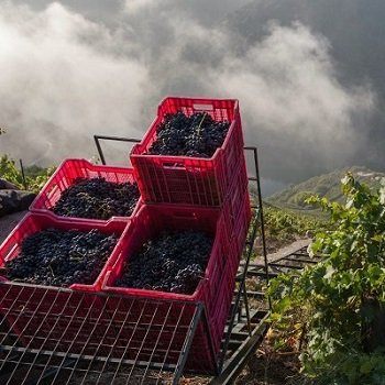 Wina hiszpańskie z DO Ribeira Sacra - winobranie
