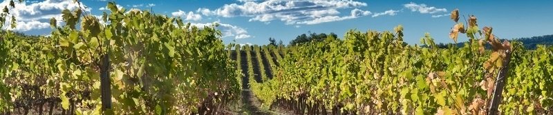 chardonnay szczep hiszpania.jpg