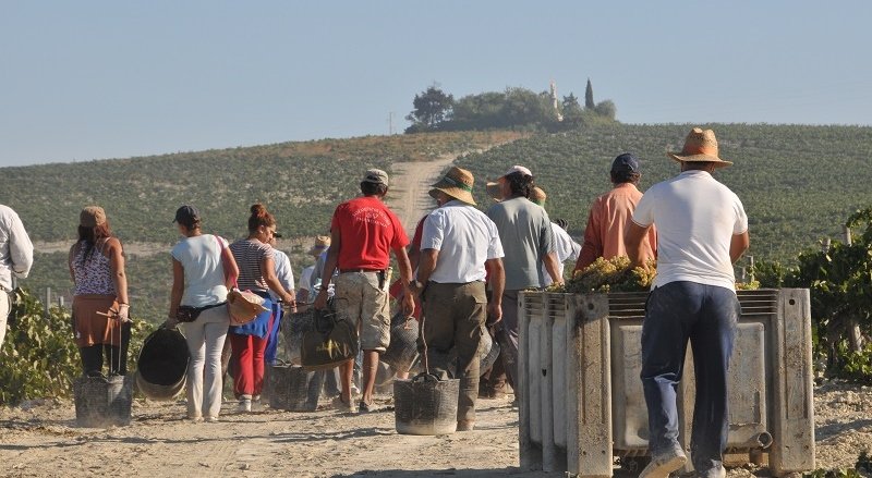 Macharnudo Alto - Bodegas Valdespino