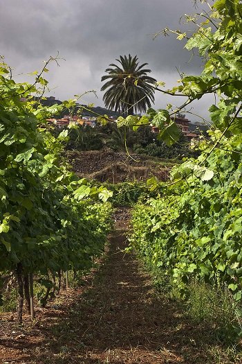 Wina z Teneryfy - producent Bodega Tajinaste