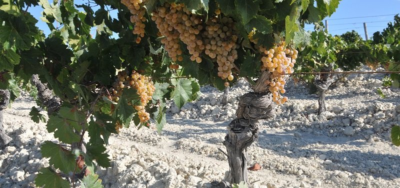 Palomino and albariza