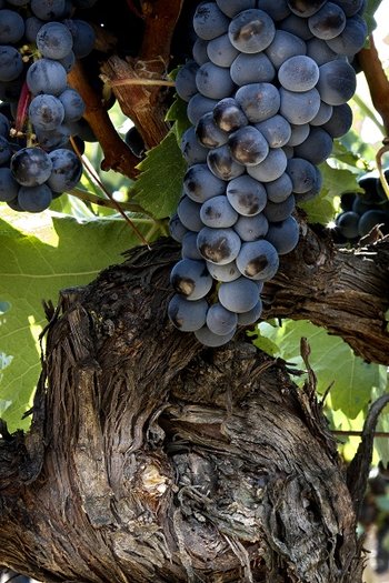 Tempranillo - szczep,  wina odmianowe