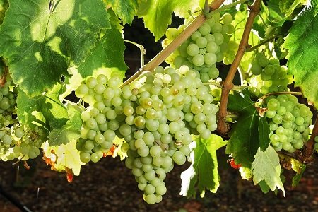 Wino Rioja 6.jpg