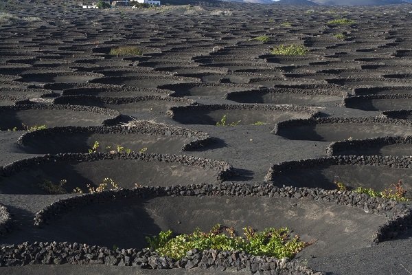 La Geria - Lanzarote 4.jpg