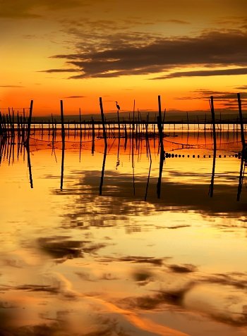 Park krajobrazowy Albufera niedaleko Walencji w Hiszpanii